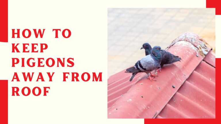 How To Keep Pigeons Away From Roof