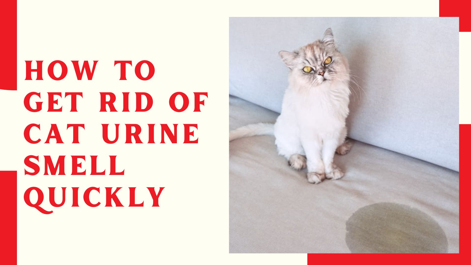 How To Get Rid Of Cat Urine Smell Quickly