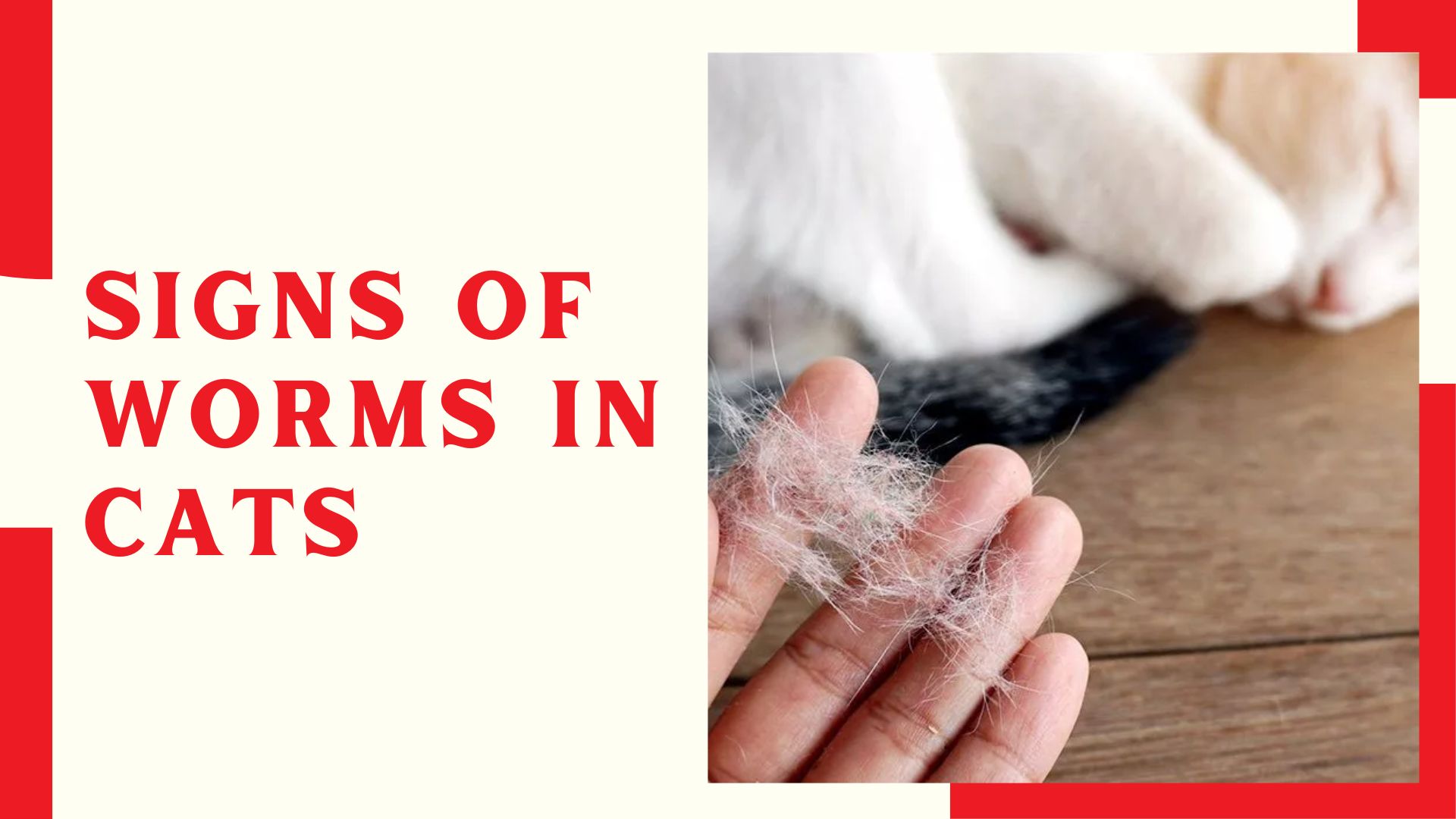 Home Treatment For Cat Hair Loss