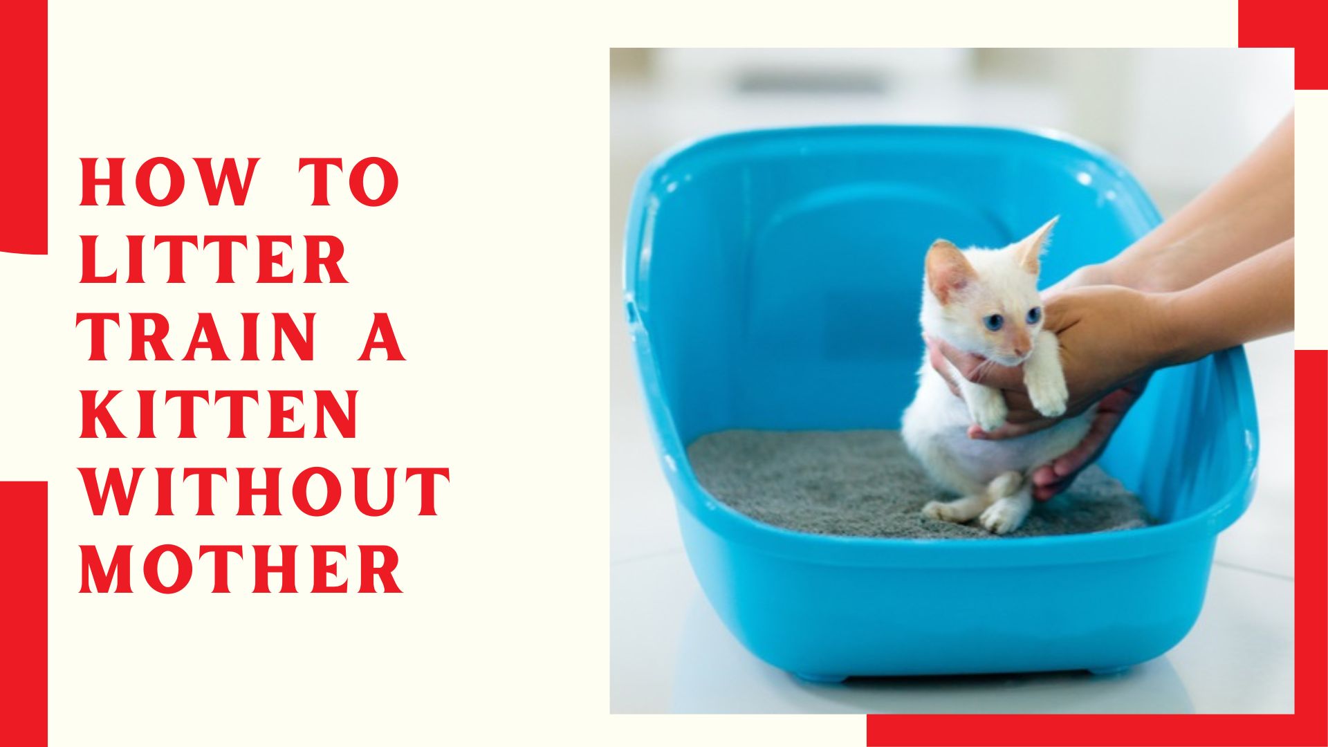How To Litter Train A Kitten Without Mother