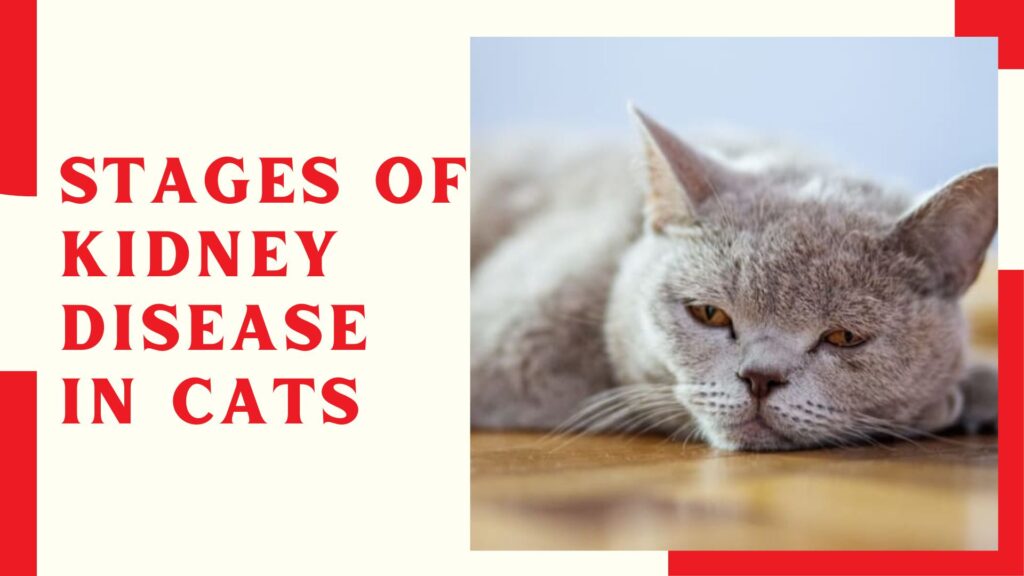 Stages Of Kidney Disease In Cats