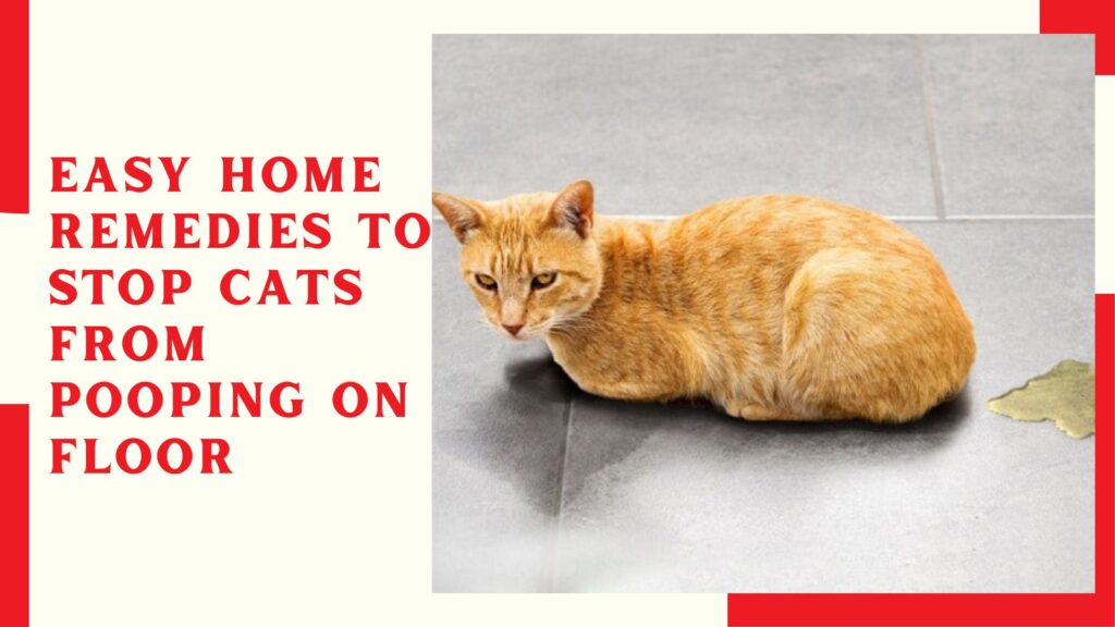 Easy Home Remedies To Stop Cats From Pooping On Floor