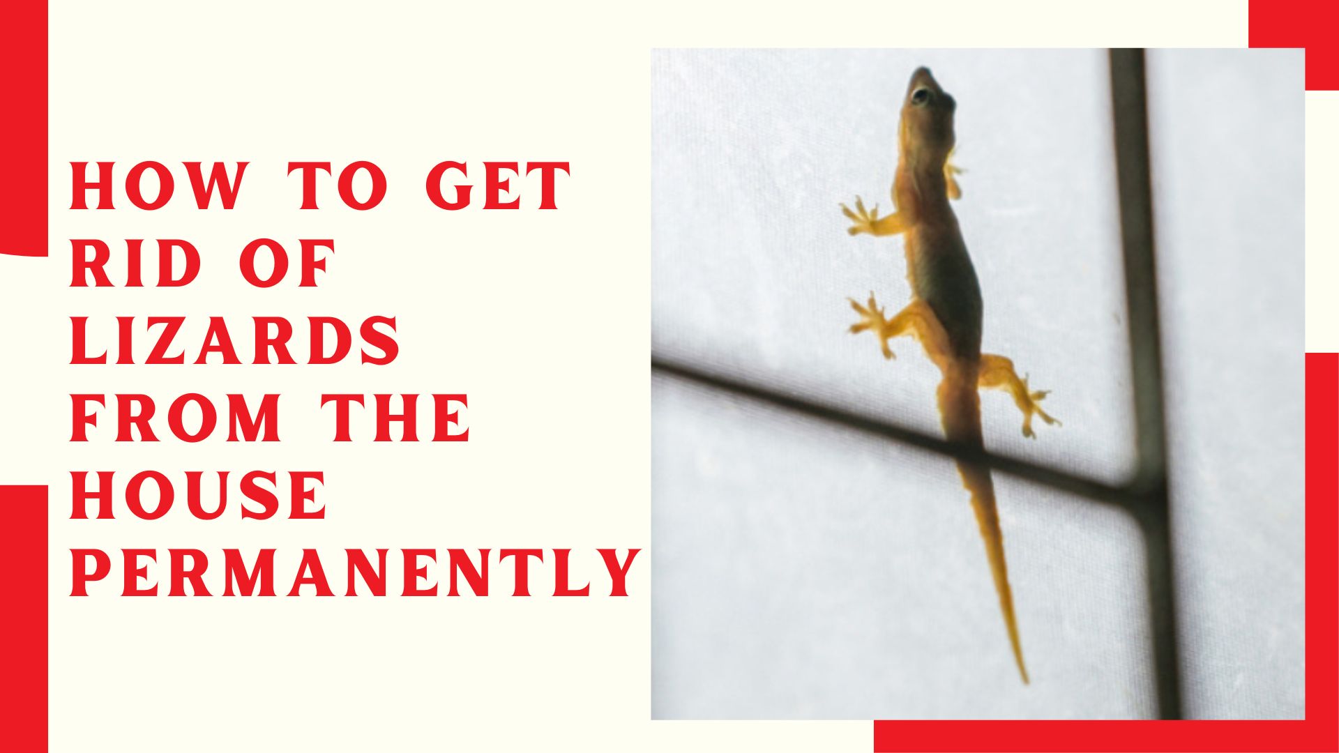 How To Get Rid Of Lizards From The House Permanently