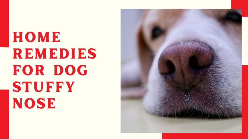 Home Remedies For Dog Stuffy Nose