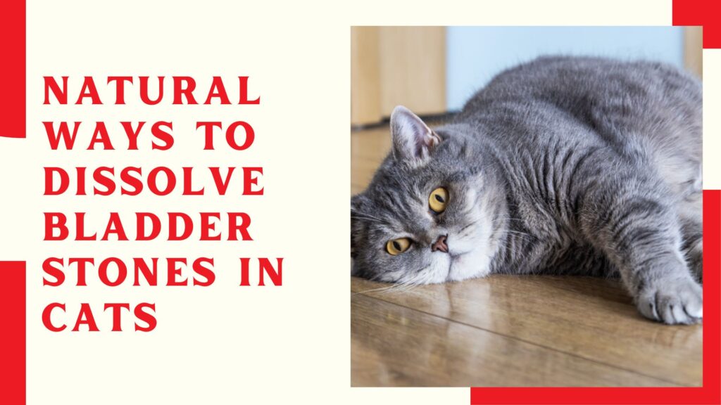 Natural Ways To Dissolve Bladder Stones In Cats