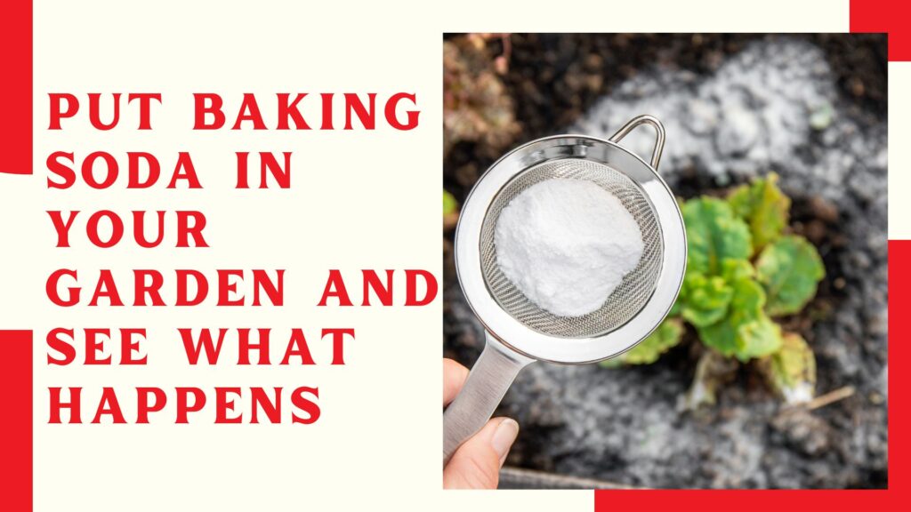 Put Baking Soda in Your Garden And See What Happens