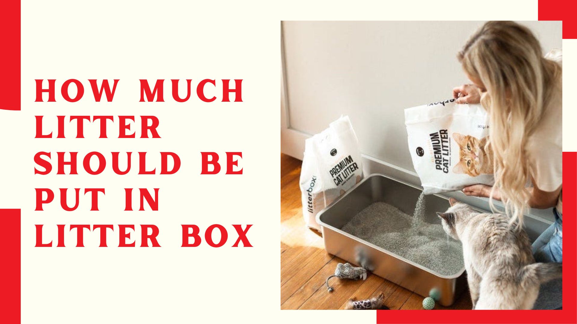 How Much Litter Should Be Put In Litter Box