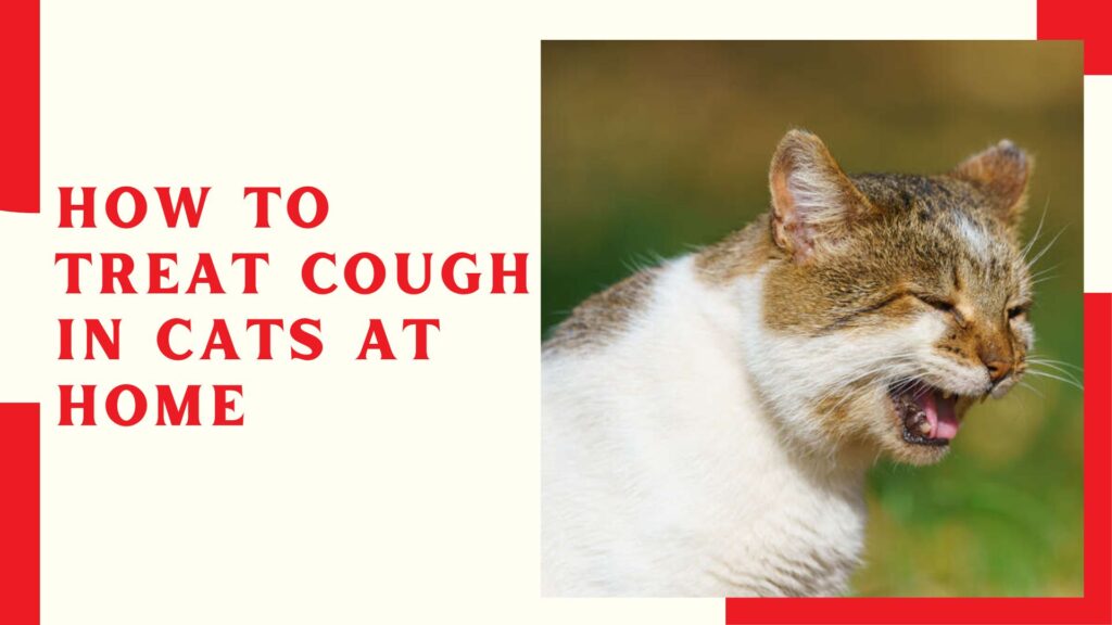 How To Treat Cough In Cats At Home