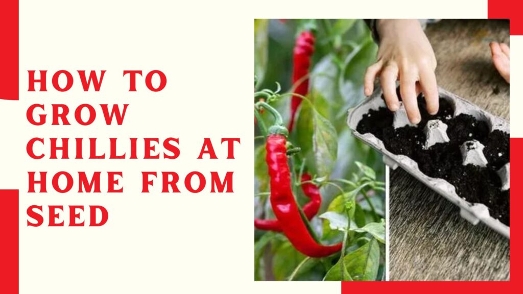 How To Grow Chillies At Home From Seed