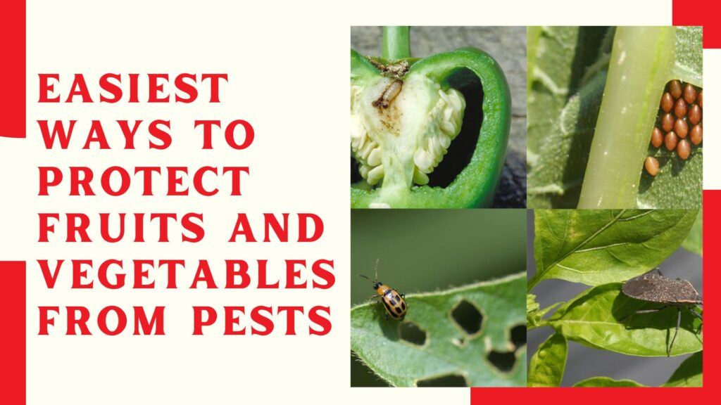 EASIEST Ways To Protect Fruits And Vegetables From Pests