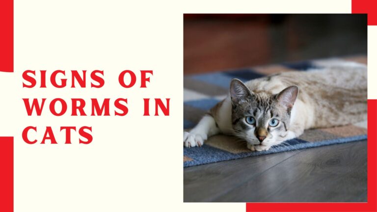 Signs Of Worms In Cats