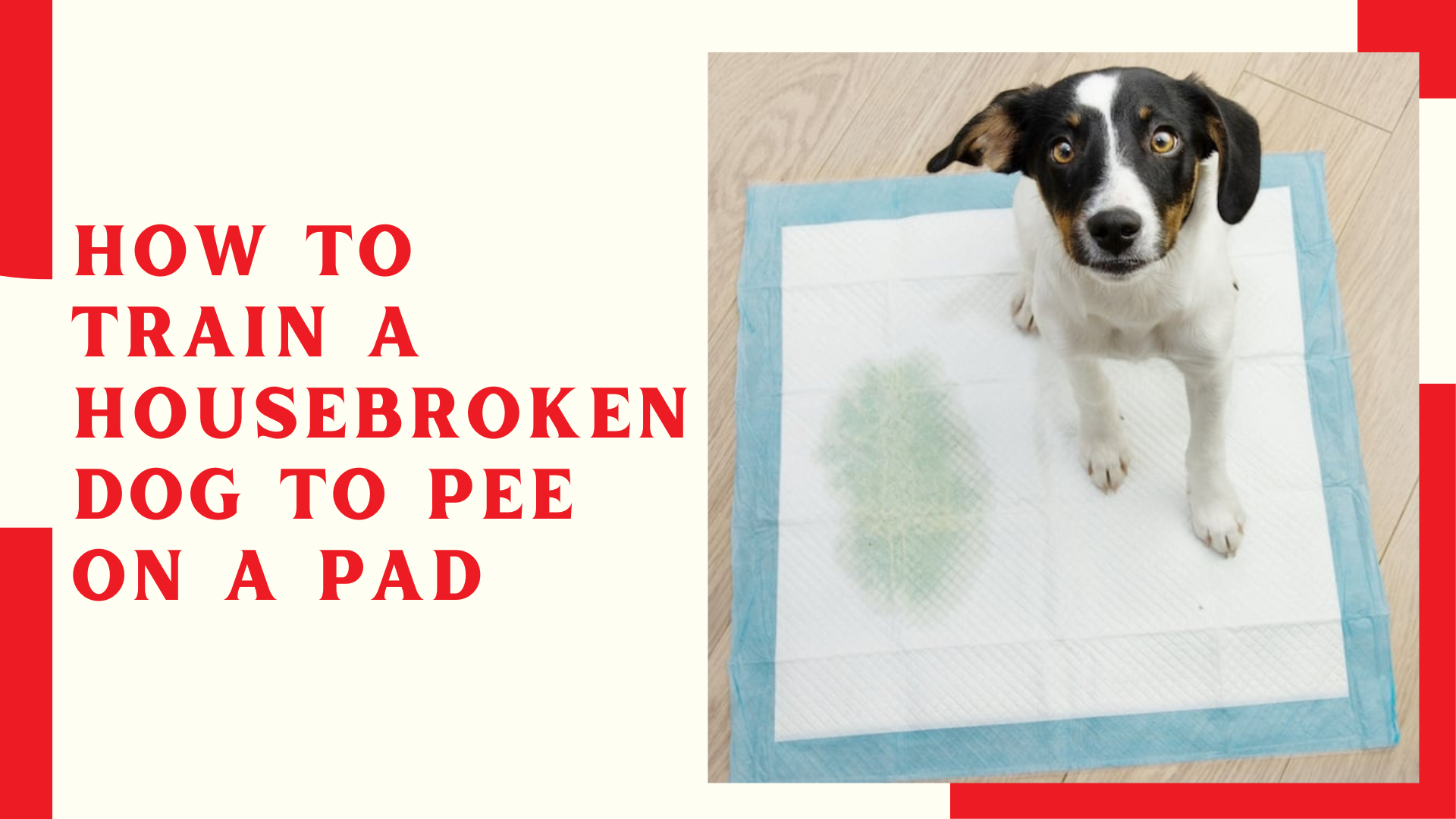 How To Train A Housebroken Dog To Pee On A Pad
