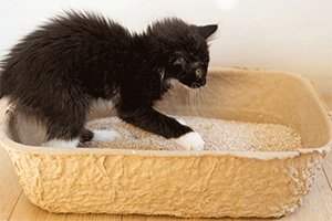 Choose the Right Litter Box: 