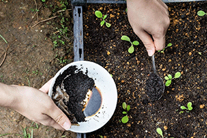 Coffee Grounds as Fertilizer: 
