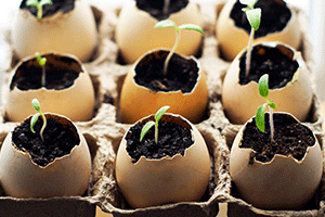 Eggshell Seed Starters: 
