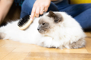 Regular Grooming