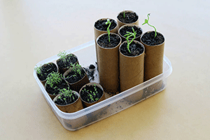 Toilet Paper Roll Seed Starters: 
