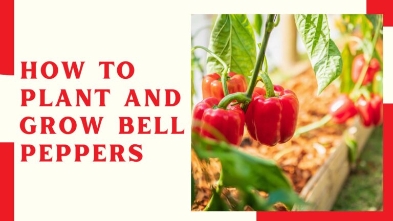 How To Plant And Grow Bell Peppers