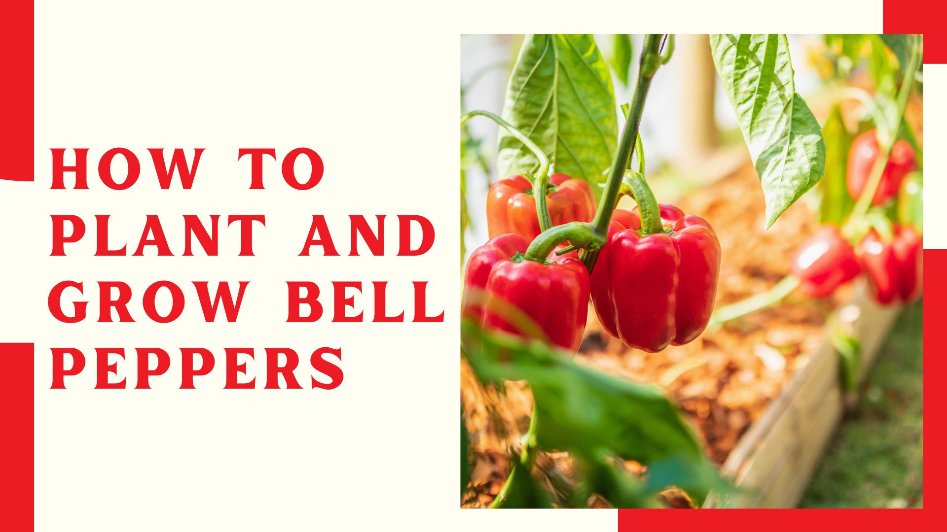 How To Plant And Grow Bell Peppers