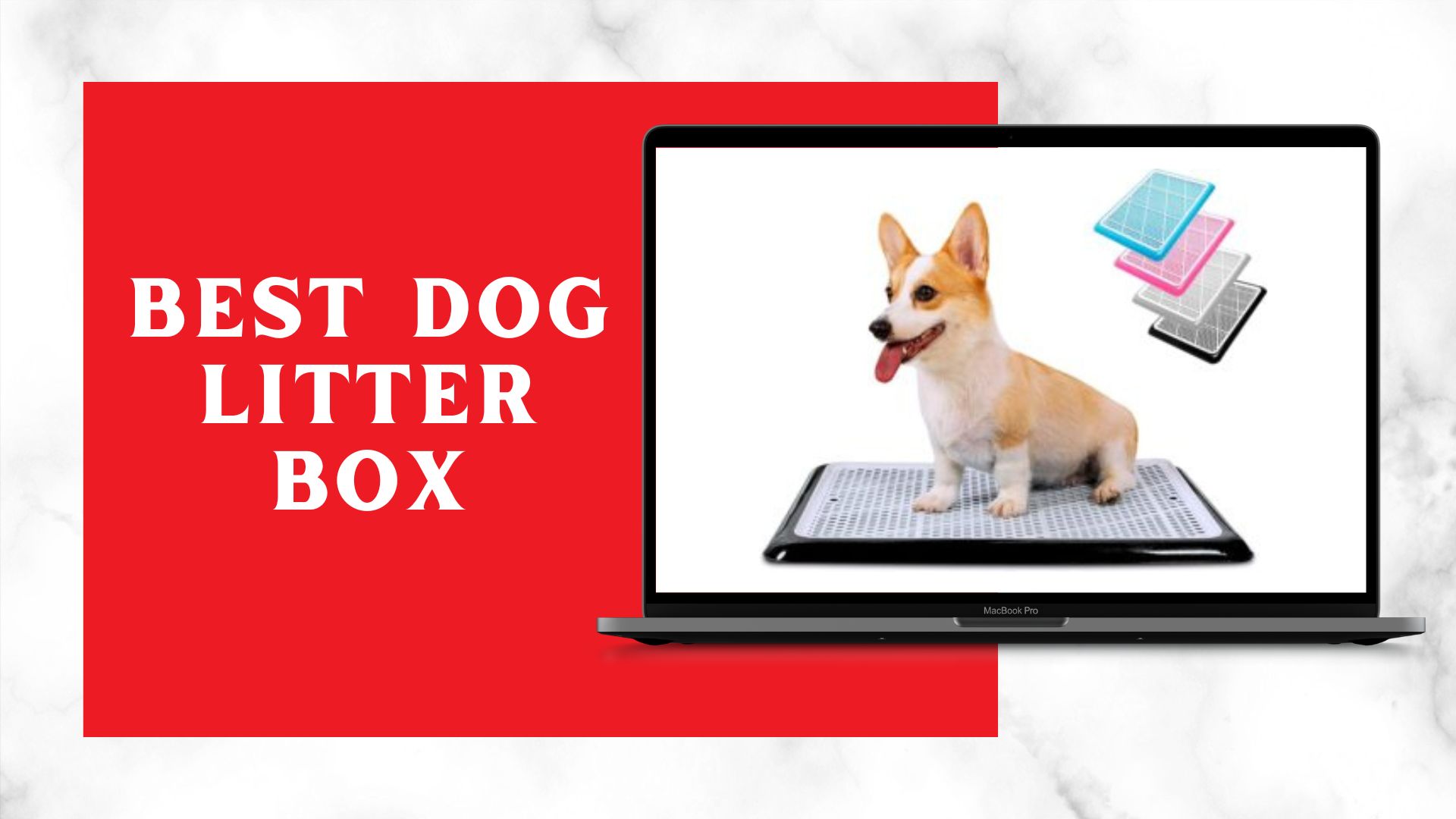 Best Dog Litter Box