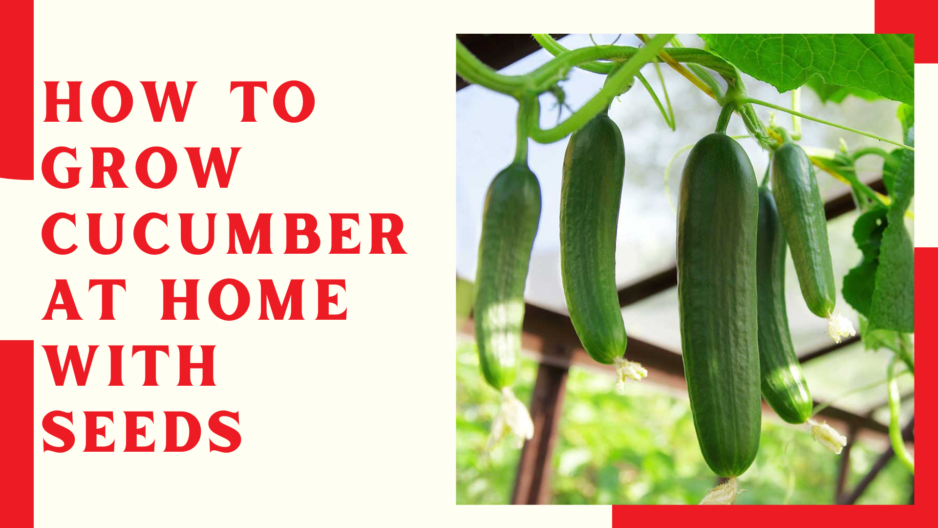 How To Grow Cucumber At Home With Seeds