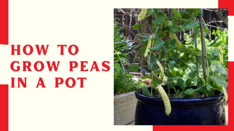 How To Grow Peas In A Pot