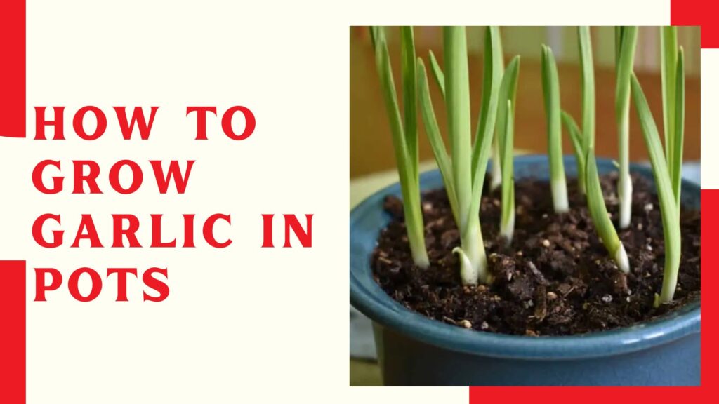 How To Grow Garlic In Pots