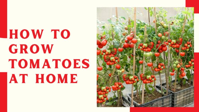 How To Grow Tomatoes at Home