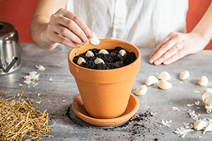 Planting Garlic Cloves: