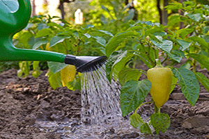 Watering