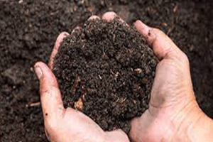 Prepare the Soil: 
