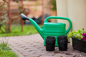 Watering and Fertilizing: 
