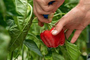 Harvesting Bell Peppers
