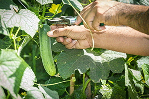 Harvesting