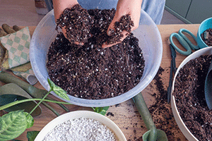 Preparing the Potting Mix