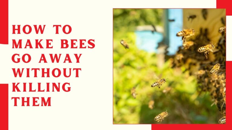 How To Make Bees Go Away Without Killing Them