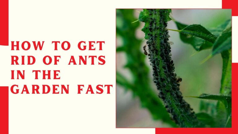 How To Get Rid Of Ants In The Garden Fast