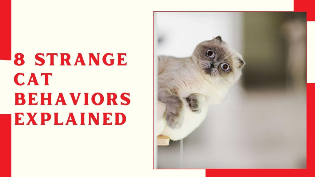 8 Strange Cat Behaviors Explained