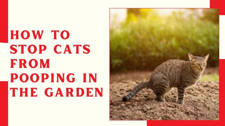 How To Stop Cats From Pooping In The Garden