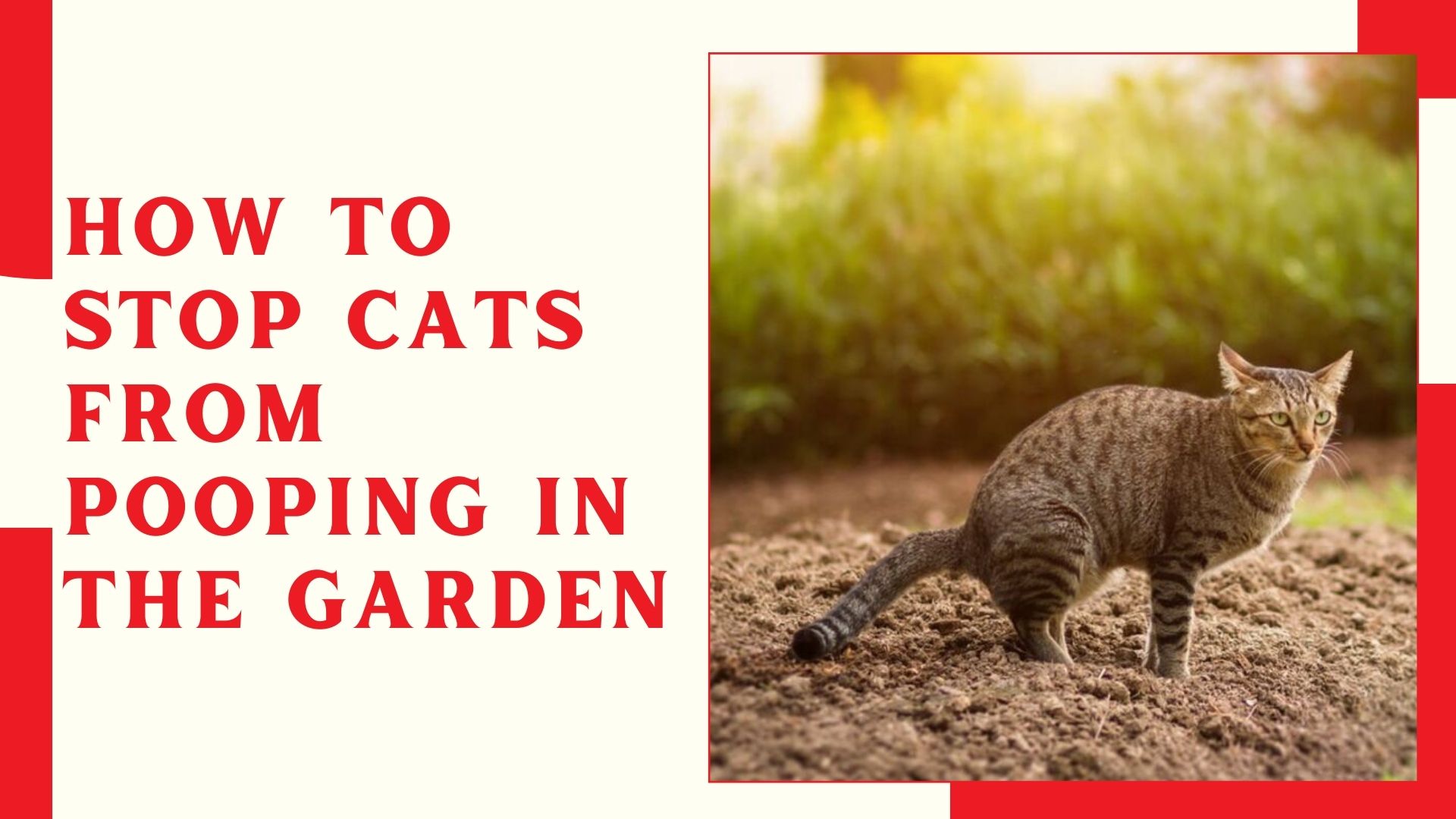 How To Stop Cats From Pooping In The Garden