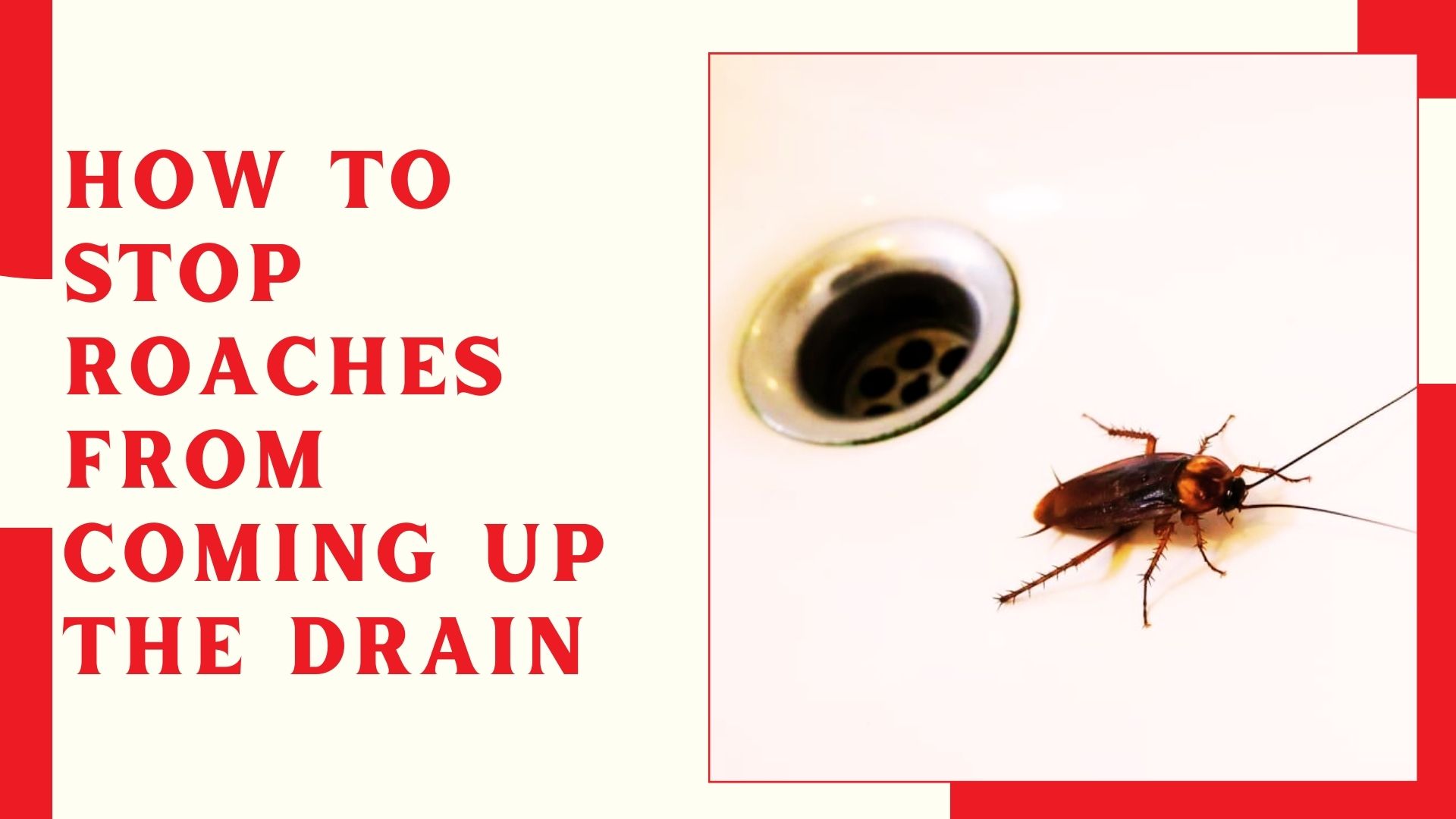 How To Stop Roaches From Coming Up The Drain