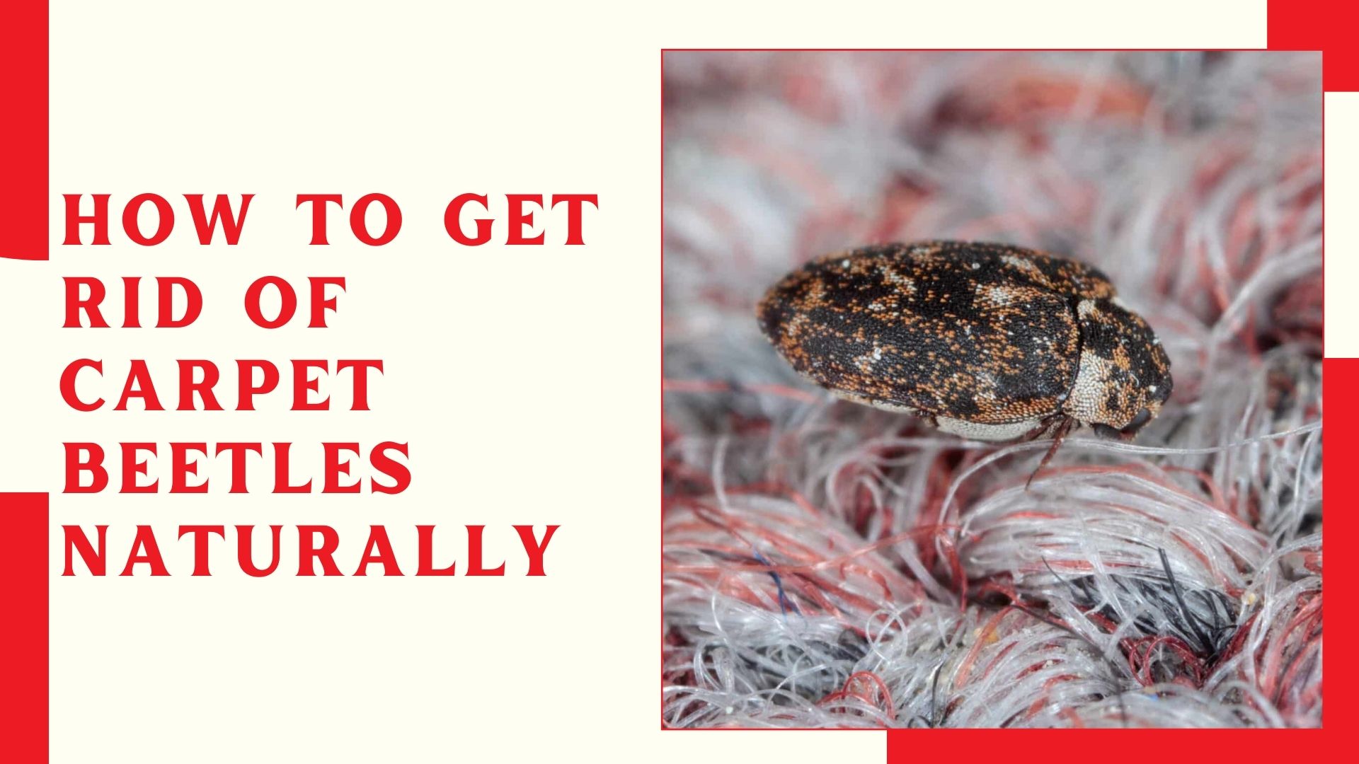 How To Get Rid Of Carpet Beetles Naturally