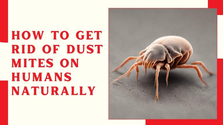 How to Get Rid Of Dust Mites On Humans Naturally