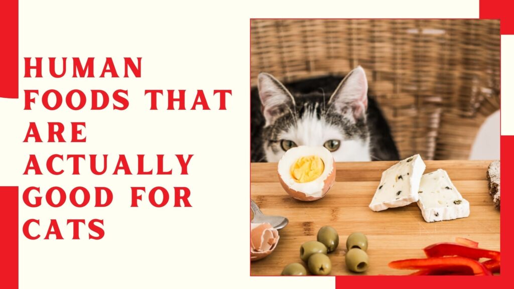 Human Foods that Are Actually Good for Cats