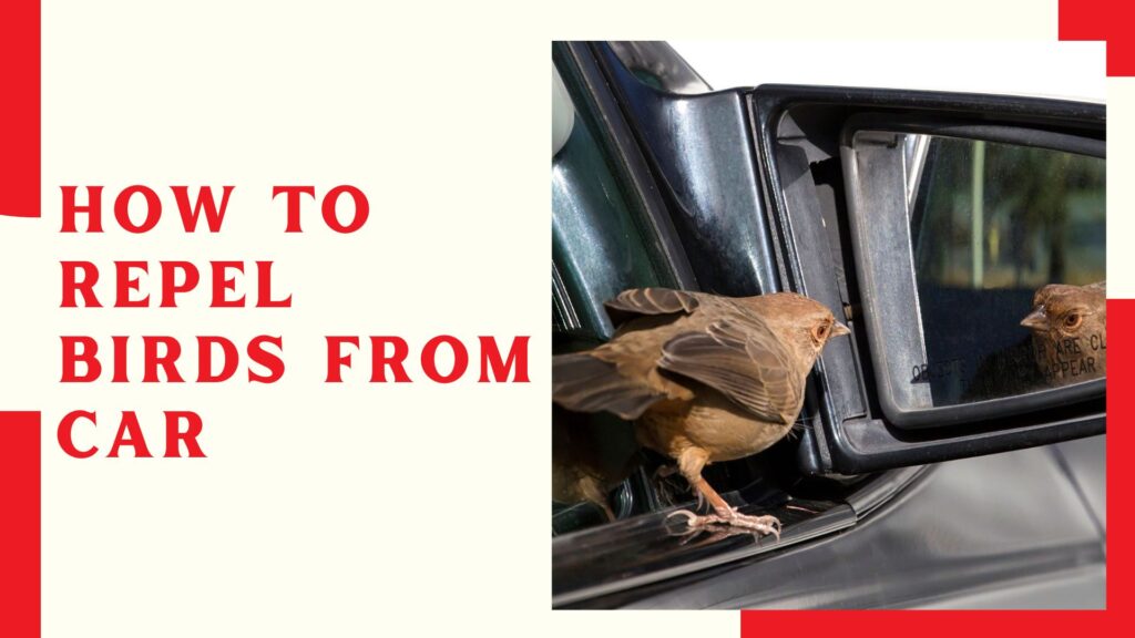 How To Repel Birds From Car