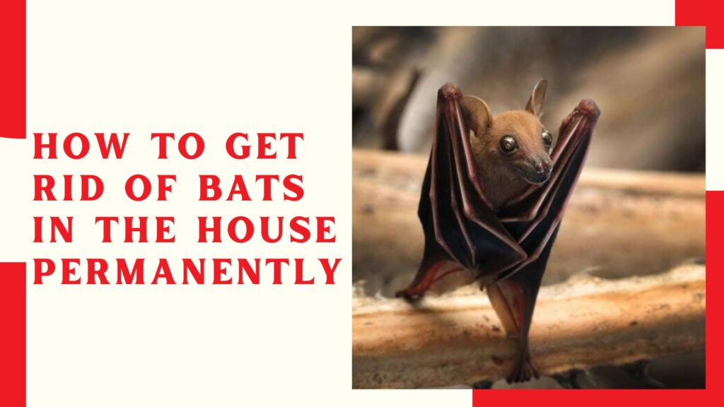 How to Get Rid of Bats in The House Permanently