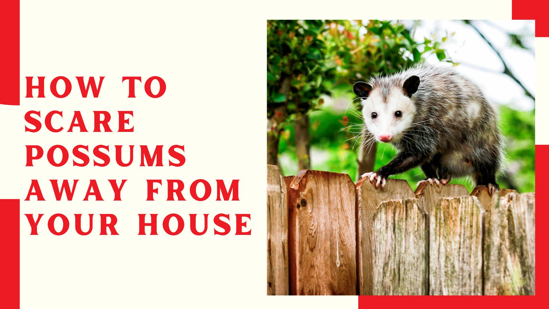 How To Scare Possums Away From Your House