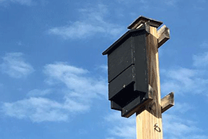 Install Bat Houses