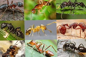 Identify the Ant Species
