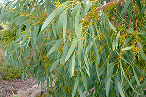 Eucalyptus